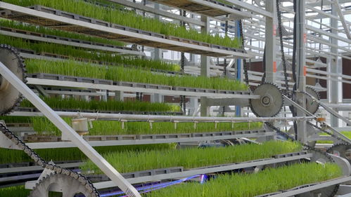 工廠化秧苗繁育系統 為智慧大棚裝上集成與實用的智慧“大腦”